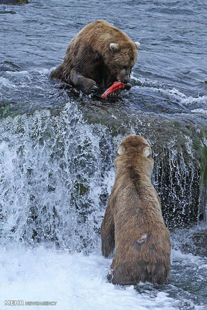 شکار ماهی توسط خرس های گریزلی‎