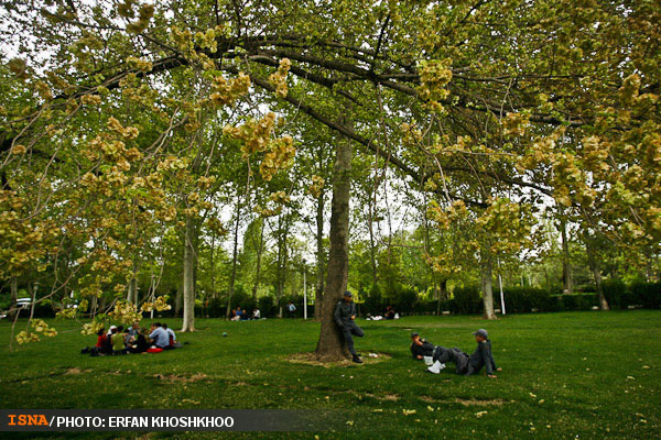 مجموعه عکس: بهار در پارک لاله