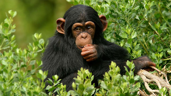 انگامبا، بهشت شامپانزه‌ها در اوگاندا