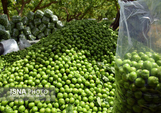 ماجرای گوجه‌سبز ۴میلیون تومانی در تجریش