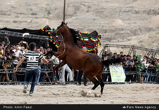 جشنواره زیبایی اسب اصیل ایرانی