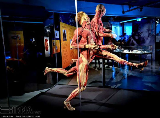 نمایشگاه آناتومی بدن انسان در ایتالیا +عکس