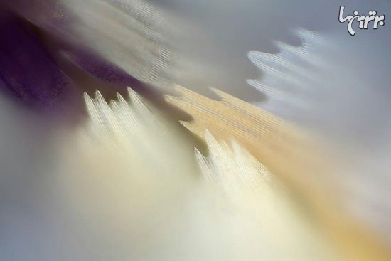 تصاویر ماکرو باورنکردنی از بال پروانه‎ها