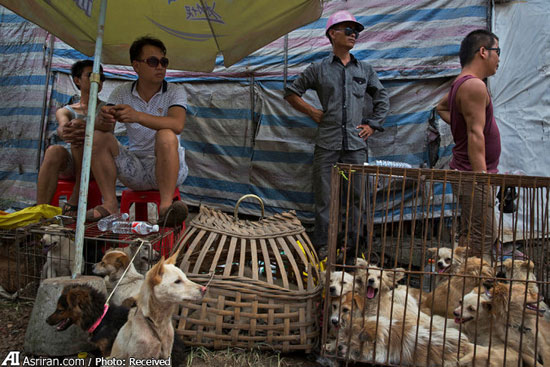 11میلیون امضا برای پایان سگ‌خوری در چین