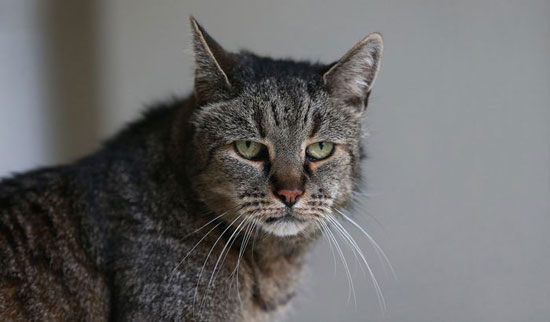 پیرترین گربه جهان 31 ساله شد