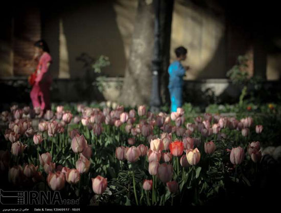 عکس: بوستان زیبای «باغ ایرانی»