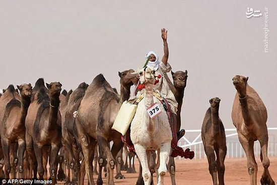 بزرگترین جشنواره شتر در جهان