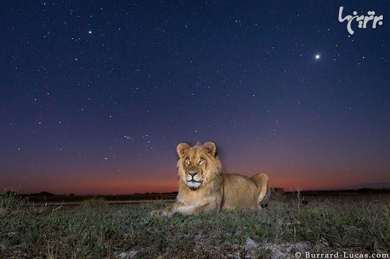 عکس‌های دیدنی از حیوانات آفریقا در شب