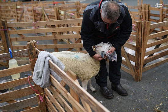 مسابقه گوسفند شایسته سال! +عکس
