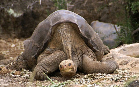 مشهورترین لاک‌پشت دنیا درگذشت +عکس
