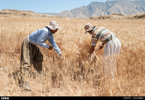 عکس: برداشت گندم به روش سنتی