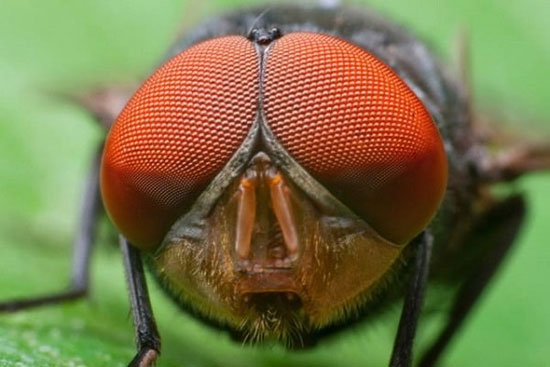 تولید سلول خورشیدی با الهام از چشم حشرات