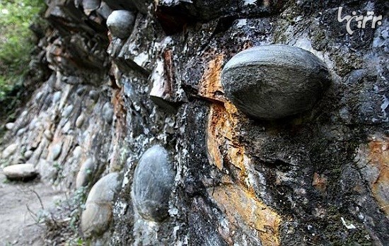 صخره سنگی که هر ۳۰ سال تخم می‌گذارد