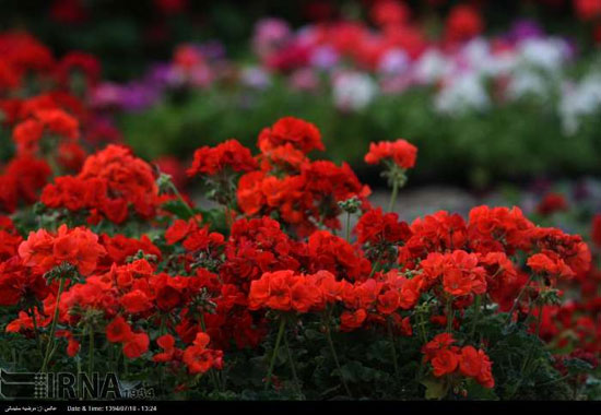 تصاویری از جشنواره گل های پاییزی در تهران