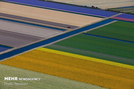 مزارع گل لاله در هلند