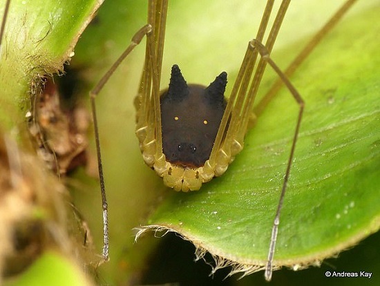 عجیب‌ترین عنکبوت دنیا با سری شبیه سگ