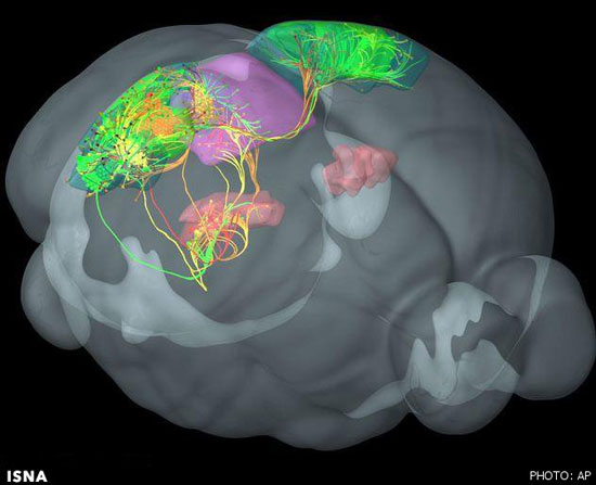 عکس: سیم‌کشی مغز یک پستاندار