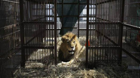 رهاسازی 31 شیر سیرک به حیات وحش