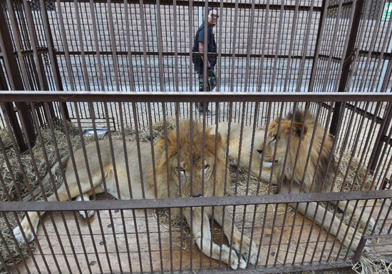 رهاسازی 31 شیر سیرک به حیات وحش