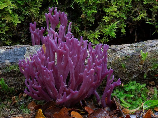 دنیای شگفت انگیز قارچ های استرالیایی