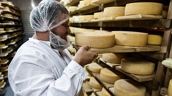 تولید «پنیر پوتین» در روسیه