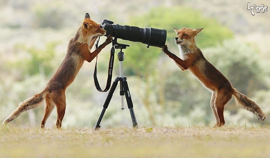 عکس‌های دیدنی حیات وحش اثر عکاس برنده اتریشی