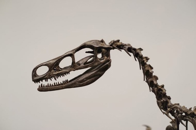 نگاهی به ۱۲ تصور اشتباه درباره دایناسور‌ها