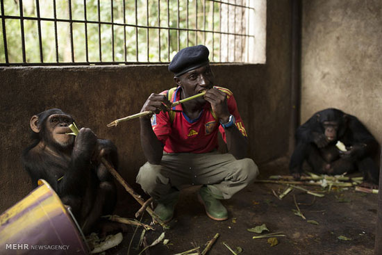 محافظت از شامپانزه ها در گینه‎