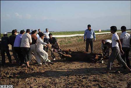 عکس حادثه دلخراش در کورس اسبدوانی