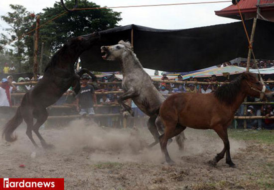 نبرد خونین اسب‌ها در فیلیپین +عکس