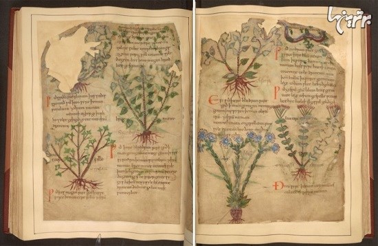 دسترسی آنلاین به نسخه خطی گیاهان دارویی هزار ساله