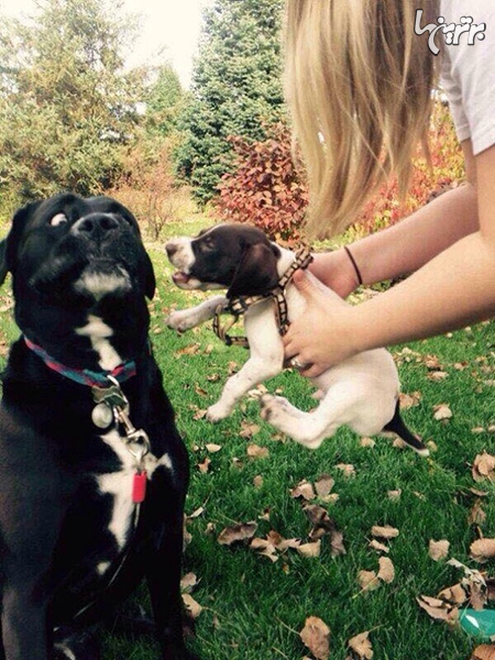تصاویر بامزه از واکنش سگ‌ها هنگام ترسیدن