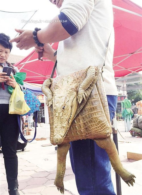 کیف پوست تمساح غیرعادی! +عکس