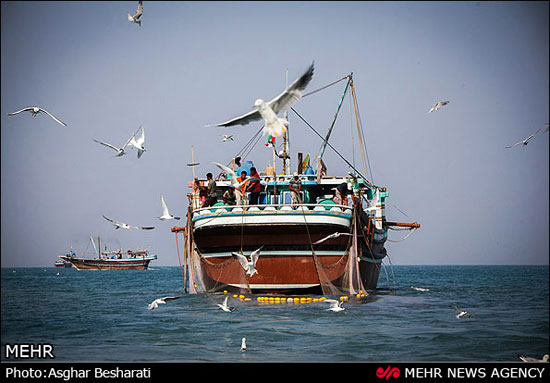 عکس: صید میگو در جزیره قشم
