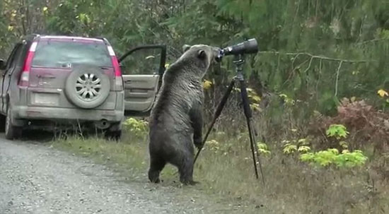 عکس: خرس کنجکاو و دوربین عکاسی!
