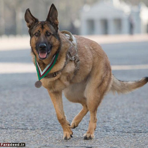 مدال شجاعت بریتانیا بر گردن یک سگ