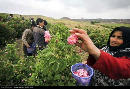 برداشت گل محمدی