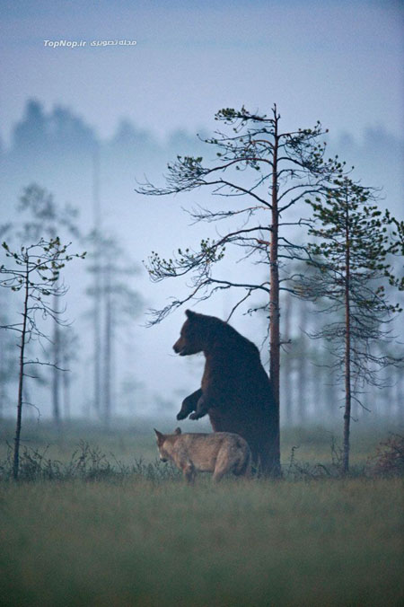 عکاسی از دوستی نادر بین گرگ و خرس