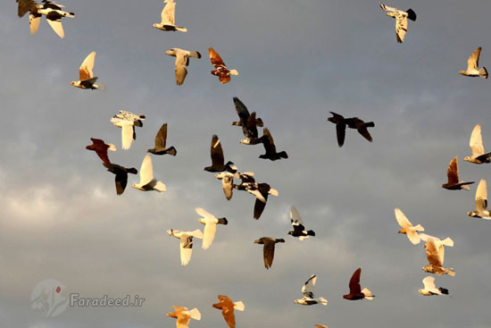 تجارت کبوترهای لوکس در ترکیه