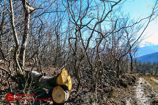عکس: قطع درختان در مرزن آباد