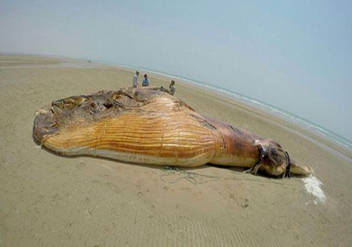 پیدا شدن نهنگ 13 متری در بوشهر +تصاویر