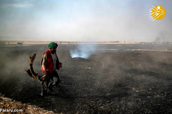 آتش تروریست‌ها در مزارع کشاورزی سوریه
