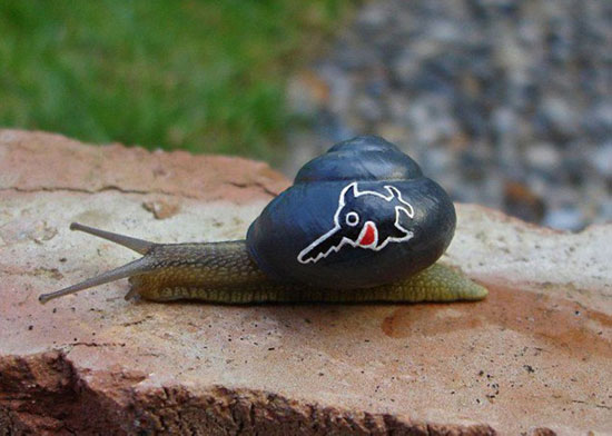 عکس: هنر نقاشی روی صدف حلزون