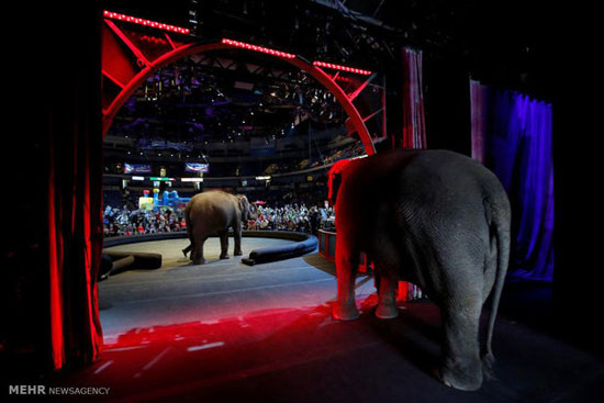 آخرین نمایش فیل ها
