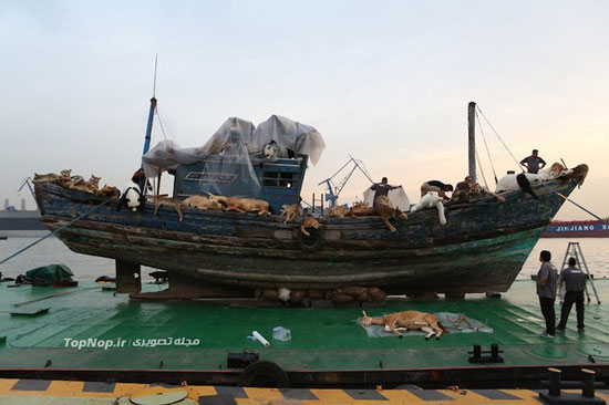 کشتی نوح واقعی در چین! +عکس