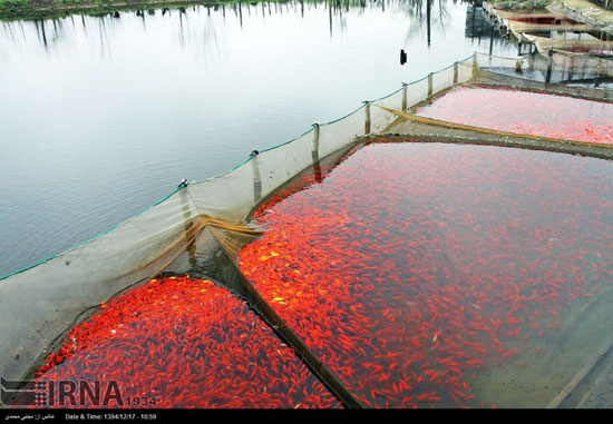 عکس: پرورش ماهی قرمز در آستانه نوروز