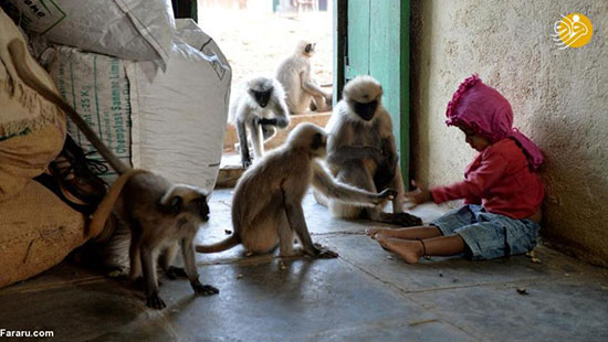 دوستی پر سود پسر بچه هندی با میمون‌ها!
