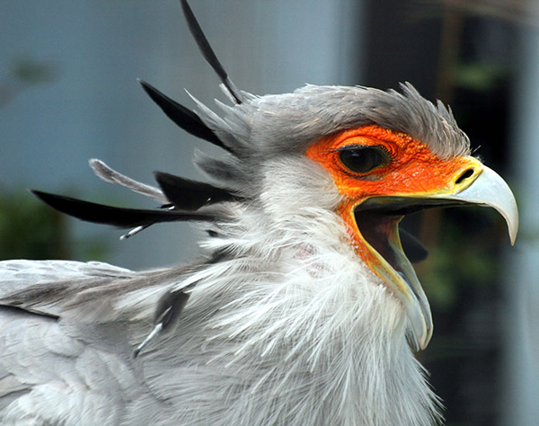 مرغ مُنشی؛ پرنده زیبایی که نماد آفریقای جنوبی شد