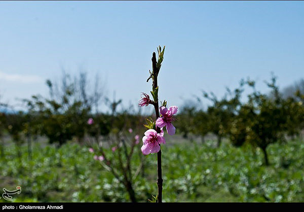 تصاویری زیبا از طبیعت بهاری مازندران