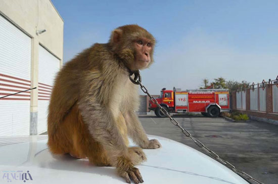 عکس: زنده‌گیری یک قلاده میمون در مشهد